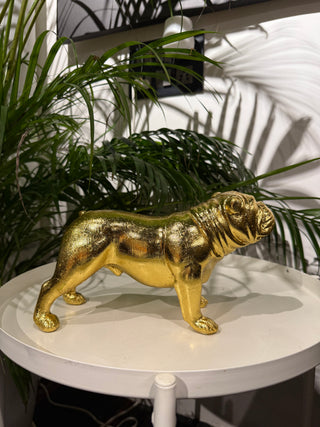 Golden Bulldog